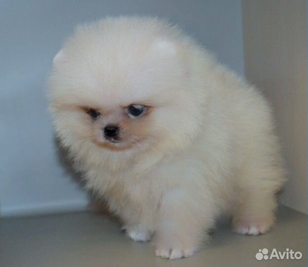 Померанский шпиц,мини щенки разных окрасов,с докум