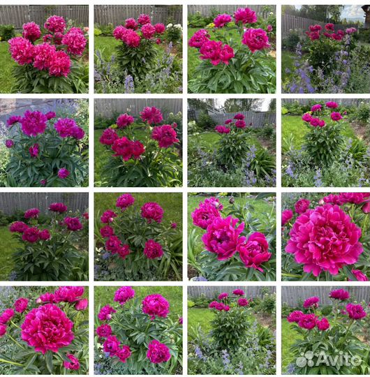 Продам сортовые пионы, сентябрь 24