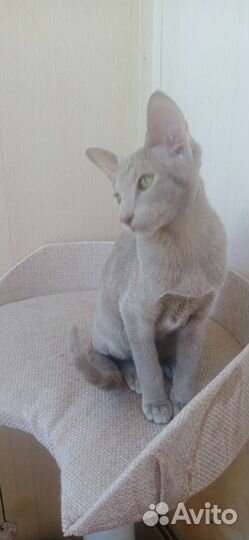 Ориентальные котята