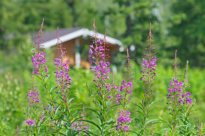 Участок 15 сот. (СНТ, ДНП)