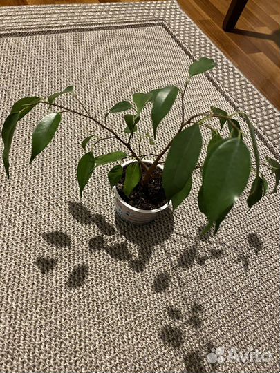 Бенджамина