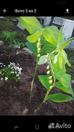 Растение Купена,или Соломонова печать