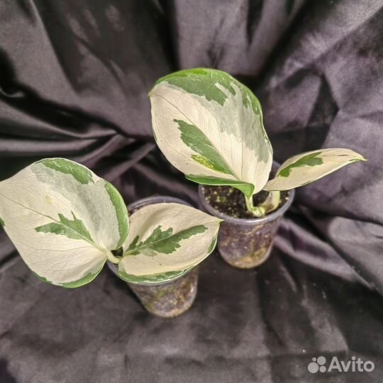 Эпипремнум марбл apple