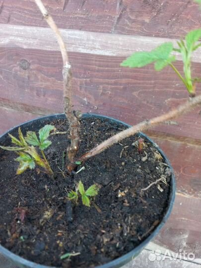 Малина много сортов