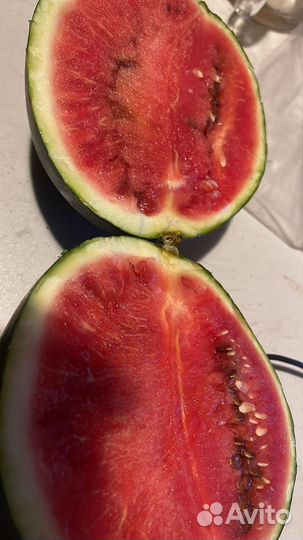 Рассада уральских арбузов и дынь