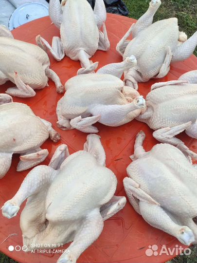 Мясо домашнего бройлера халяль