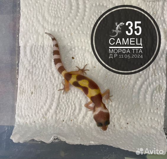 Эублефар малыши 2024 г мальчики и девочки