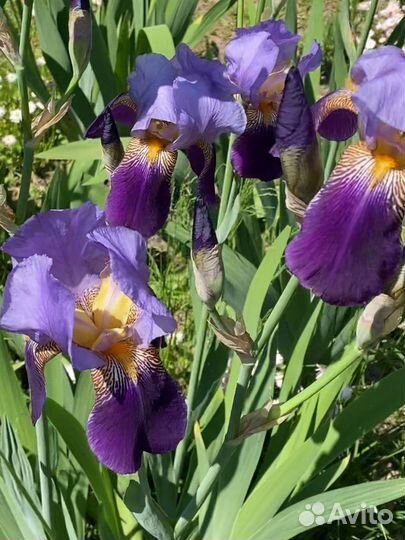 Ирисы