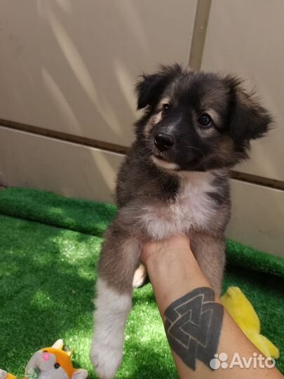 Собака щенок маленькой породы