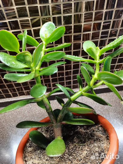 Денежное дерево