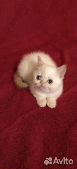 Котенок экзот
