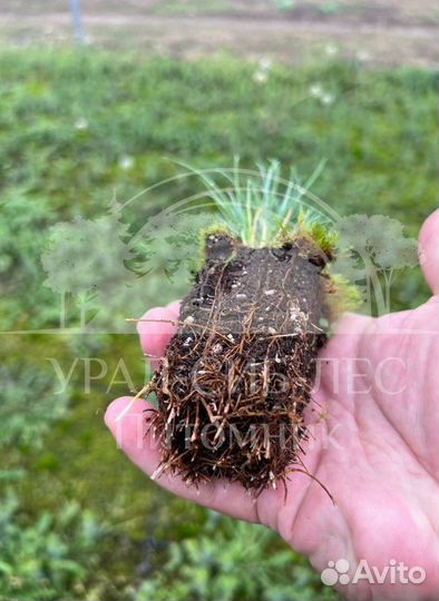 Горная сосна Мугус зкс сеянцы