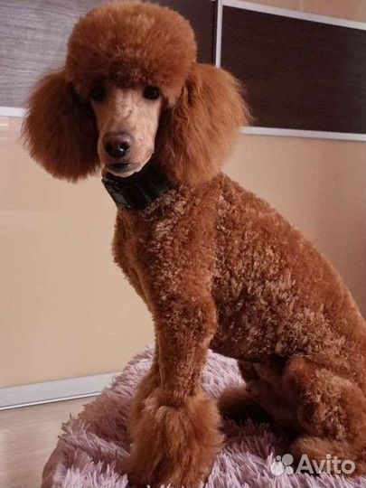 Ищем невесту