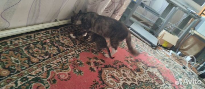 Кошка в дар бесплатно