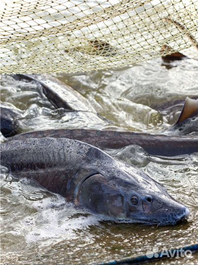 Черная икра