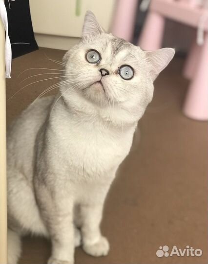 Шикарный кот (вязка)