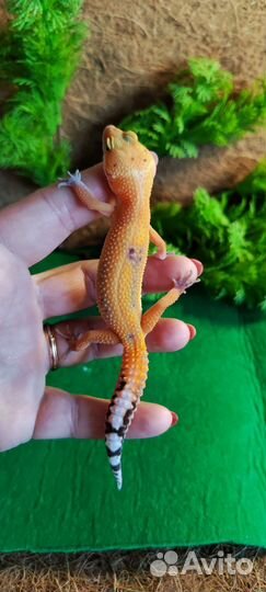 Эублефар TA G-pro