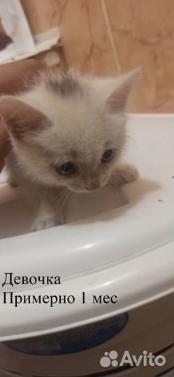 Котята в добрые руки бесплатно