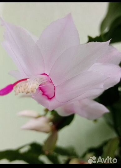 Декабрист шлюмбергера