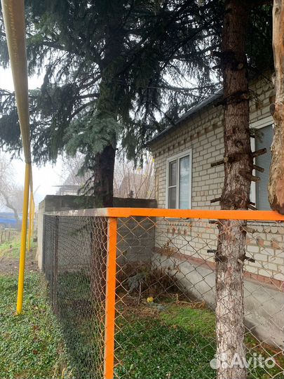 Ель голубая, ель зеленая живая