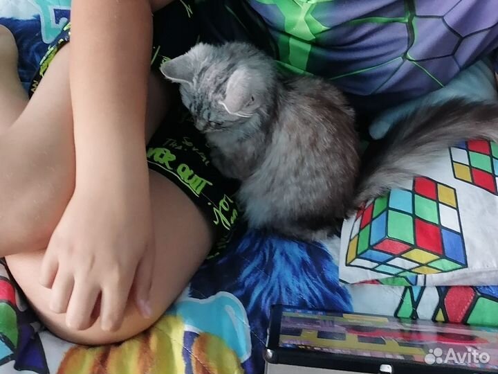Котик бесплатно