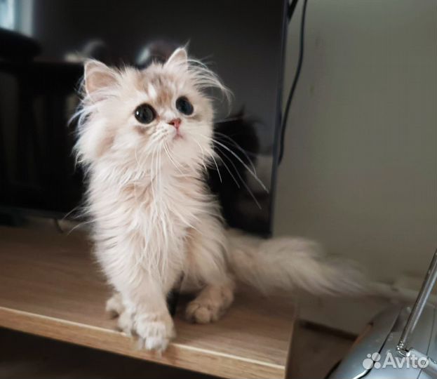 Розовый фламинго