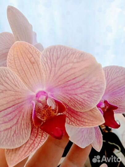 Орхидея фаленопсис