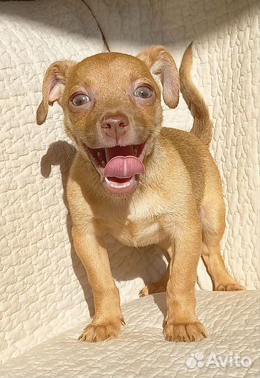 Собаки улыбаки