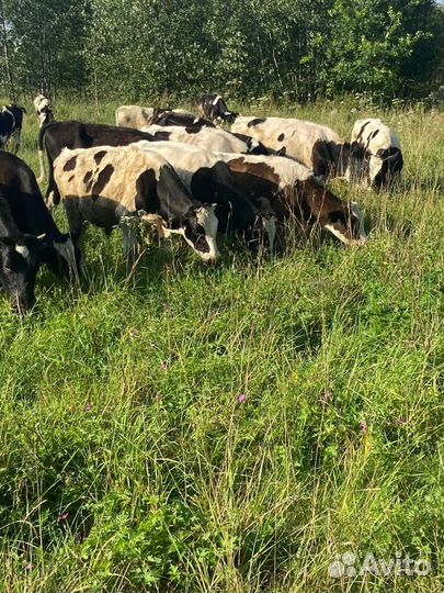 Бычки и быки на мясо