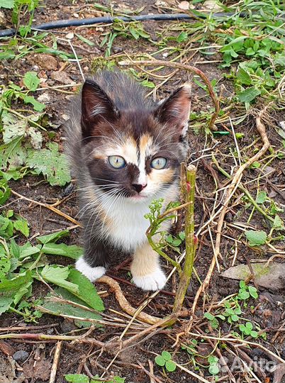 Котята в добрые руки бесплатно,4мальчика,1 девочка