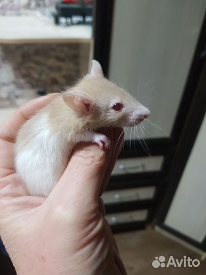 Крысята дамбо