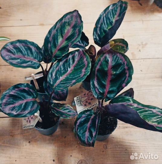 Калатея дотти