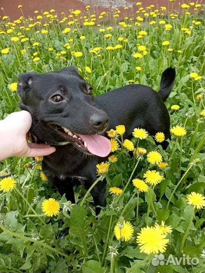 Девочка ищет дом