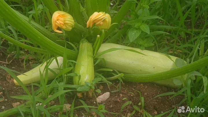 Домашние свежие огурцы, кабачки