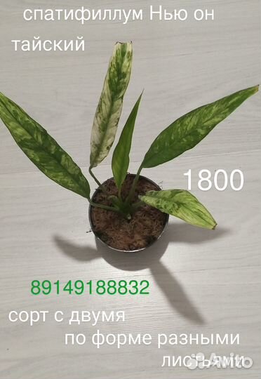 Спатифиллум Нью ван