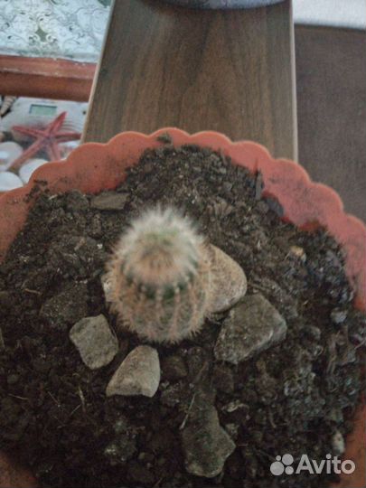 Кактусы и суккуленты