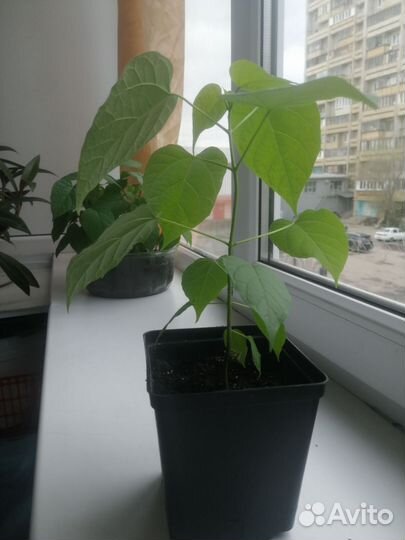 Саженцы катальпы