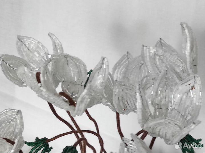 Белый цикламен