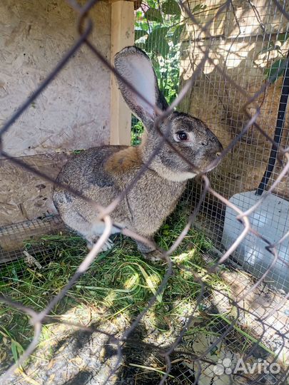 Кролики мясных пород