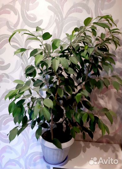 Фикус бенджамина