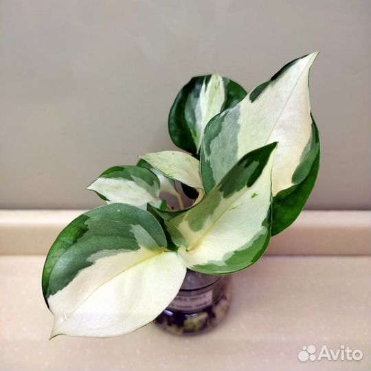 Эпипремнумы