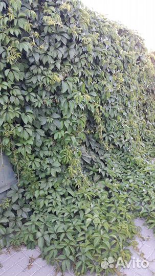 Растения для сада