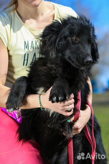 Пушистый песик живет в приюте