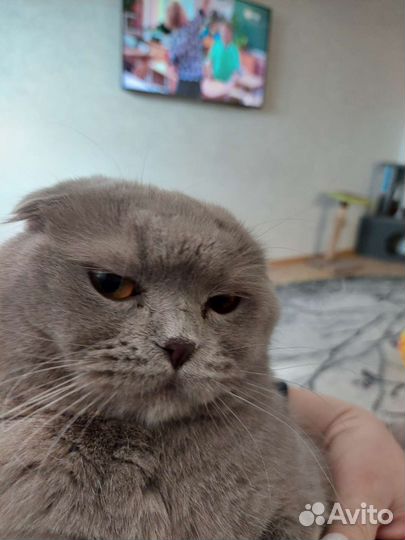 Кот для вязки