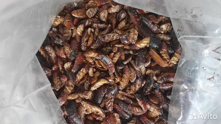 Туркменские тараканы заморозка