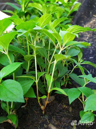 Черенки гортензии