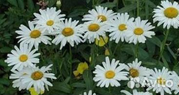 Цветы садовые разные