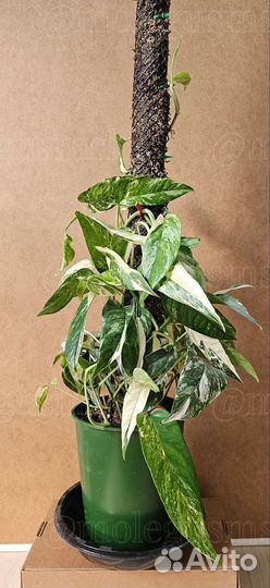 Pinnatum variegata/moonlight/Shangrila/Brandiantum