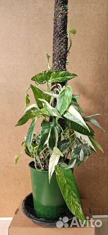 Pinnatum variegata/moonlight/Shangrila/Brandiantum