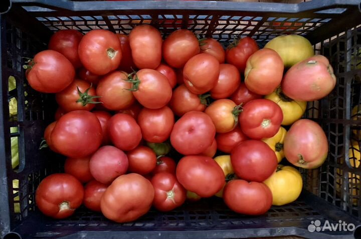 Помидоры домашние